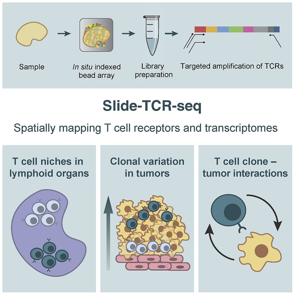 Slide-TCR-seq