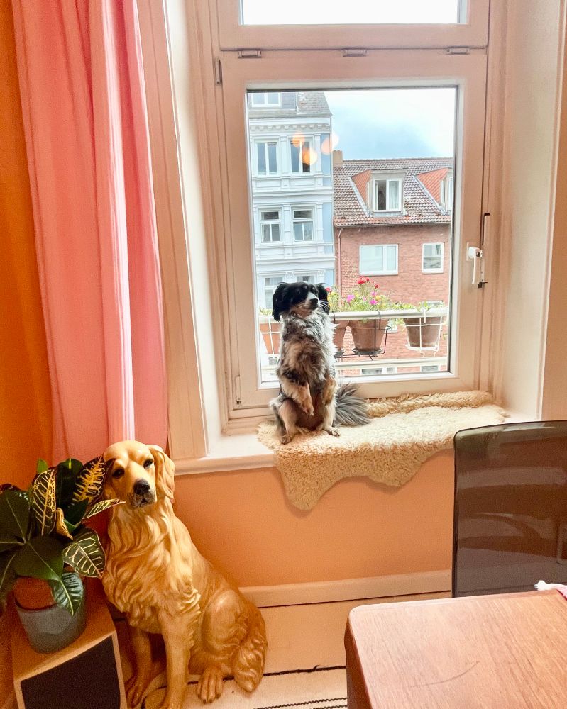 Ein kleiner schwarz-weißer Hund macht Männchen auf einer Fensterbank, auf welcher ein künstliches Schaffell liegt. Minks davor sitzt ein großer blonder Hund aus Porzellan, er ähnelt dem kleinen Hund. 