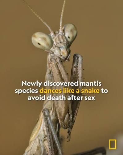 National Geographic photo of a mantis with the words "Newly discovered mantis species dances like a snake to avoid death after sex"
