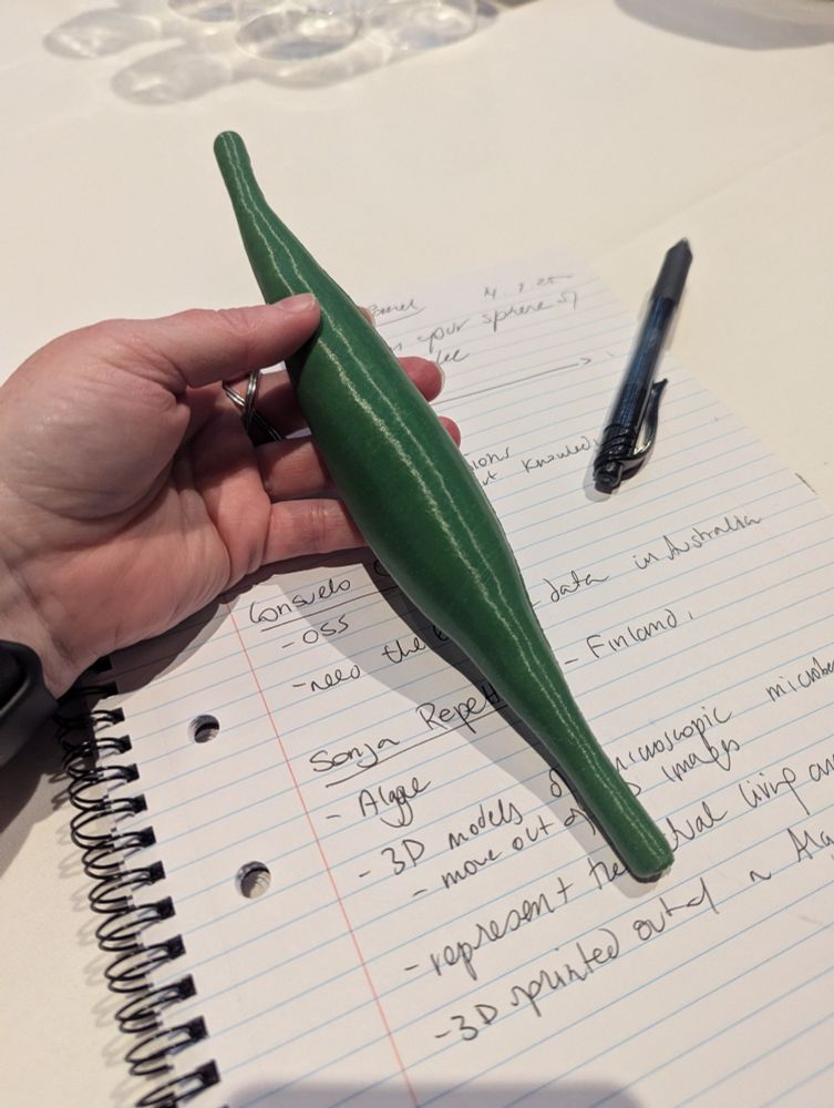 Green 3D printed model of an algae. It is long and thing and looks like a green bean