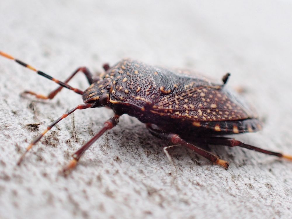 Brown stink bug with yellowish markings on grey eucalyptus bark