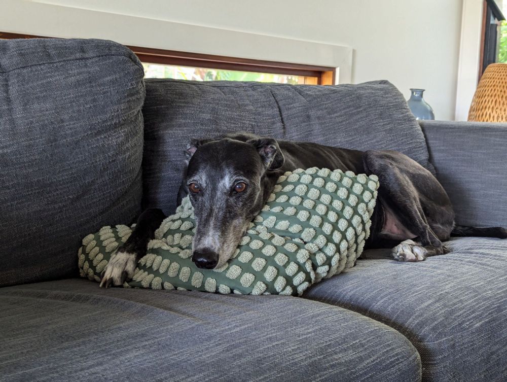 A black greyhound on a grey couch. Her head is resting on a green spotted cushion with a single white paw visible next to her. Her long face makes her look thoroughly dejected.