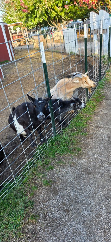 Several goats with their heads between the fence