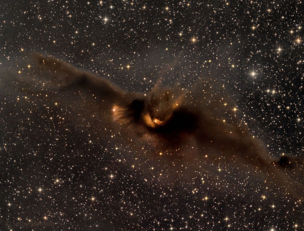 The dark nebula with catalog number LDN43 resembles a flying bat.  It is a cloud of dense gas and dust inside which new stars are forming, accounting for the lighter regions that paint the features of the bat. Image credit: Mark Hanson and Mike Selby.