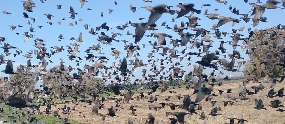 Thick flock of blackbirds passing in front of my car during migration! 