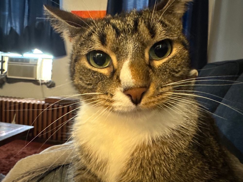 Close up photo of my tabby cat’s face