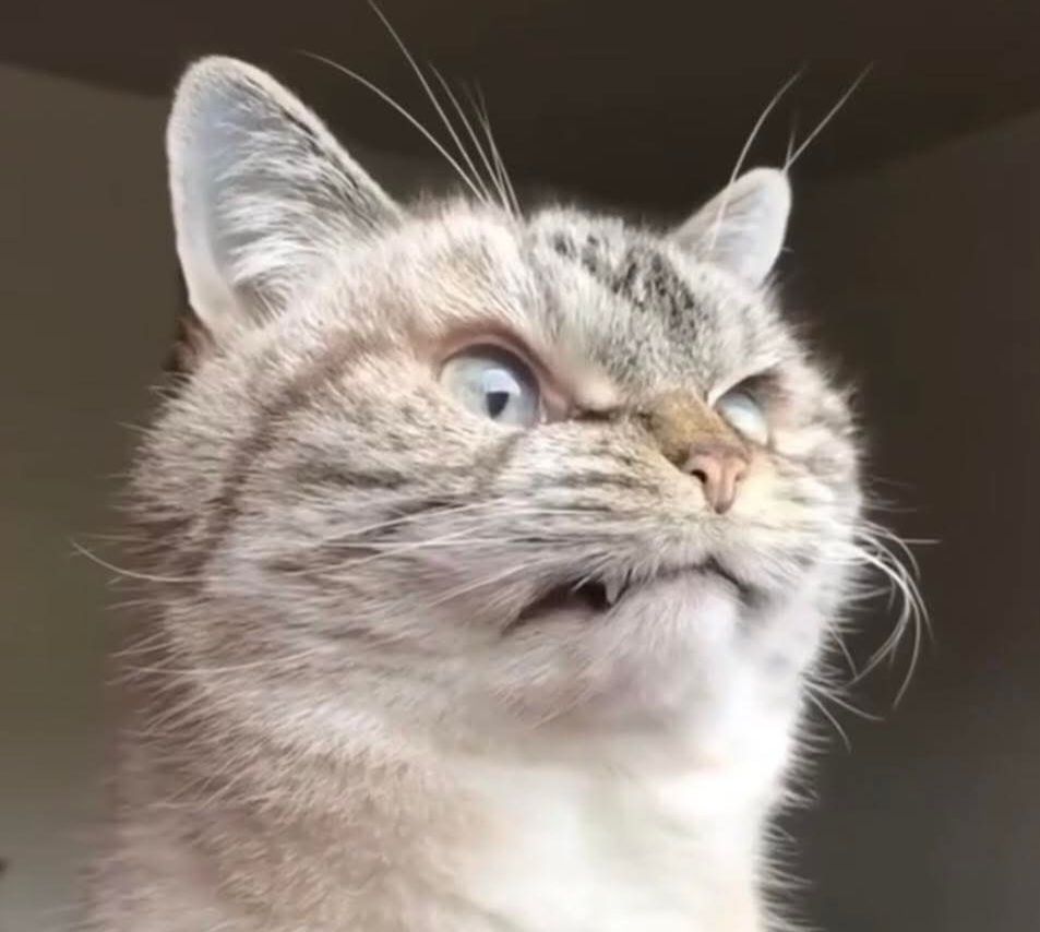 Face of a light-brown cat that's staring at something out of view. Its mouth is slightly open - showing teeth - and it looks annoyed/frustrated 