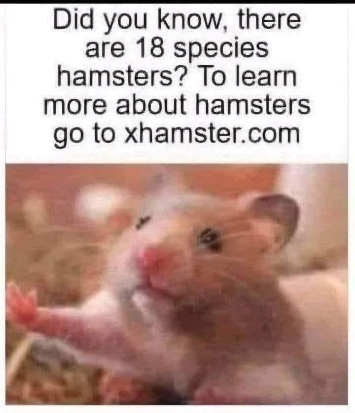 Photo of a cute-looking beige hamster stretching forward with one paw.
Above, it says:
"Did you know, there are 18 species of hamsters? To learn more about hamsters, go to xhamster.com"

Don't 