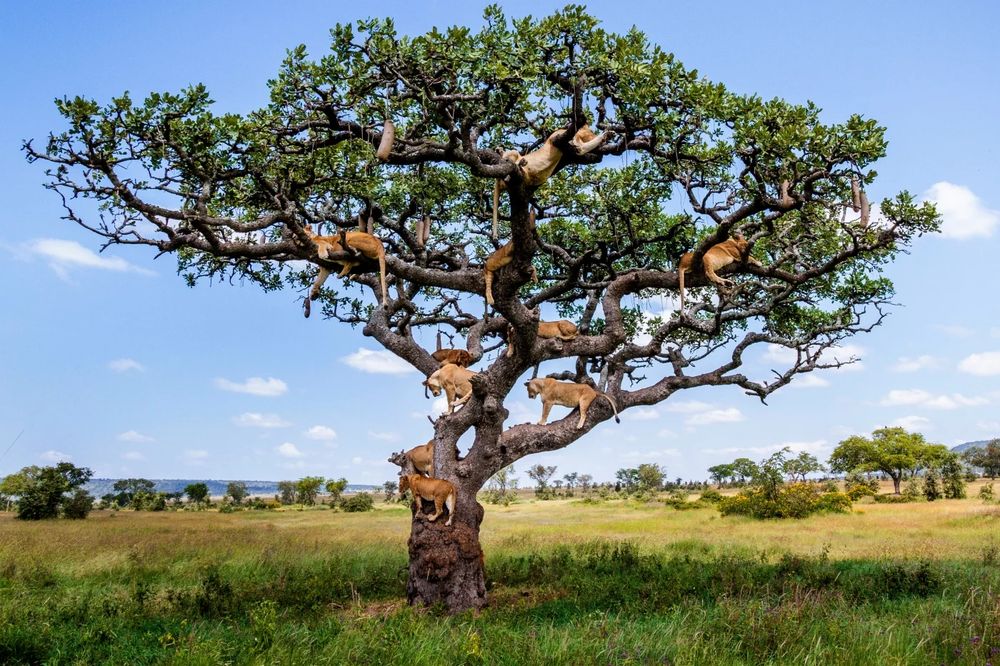 About 15 lions in a sausage tree in the central Serengeti. Some are climbing the trunk, others are sleeping on branches. It's likely they took refuge in the tree to avoid insects at ground level.
Pic: Bobby-Jo Clow/Caters News