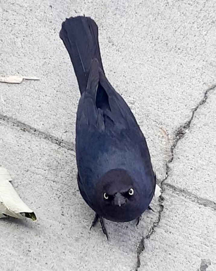 A black bird stands on some cracked concrete, looking upwards at camera. The angle, its stance and its plumage - white eyes are the only let-up from the black - makes the bird look thoroughly pissed off