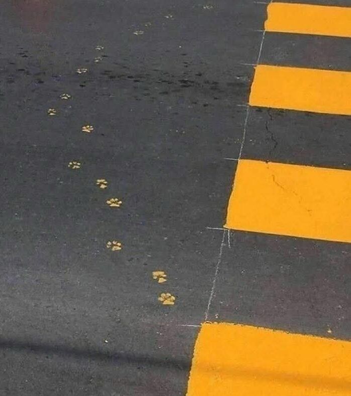 A freshly painted orange zebra crossing on a road. Orange pawprints (as though from a cat or small dog) veer off to the left for a while before heading back to the line