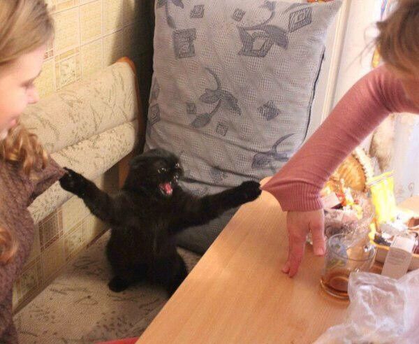 A black cat - looking cross - up on its haunches. It has its front paws wide apart, with claws hooked into the clothing of two women, one on either side. Its ears are flat, and its mouth is open as if shouting