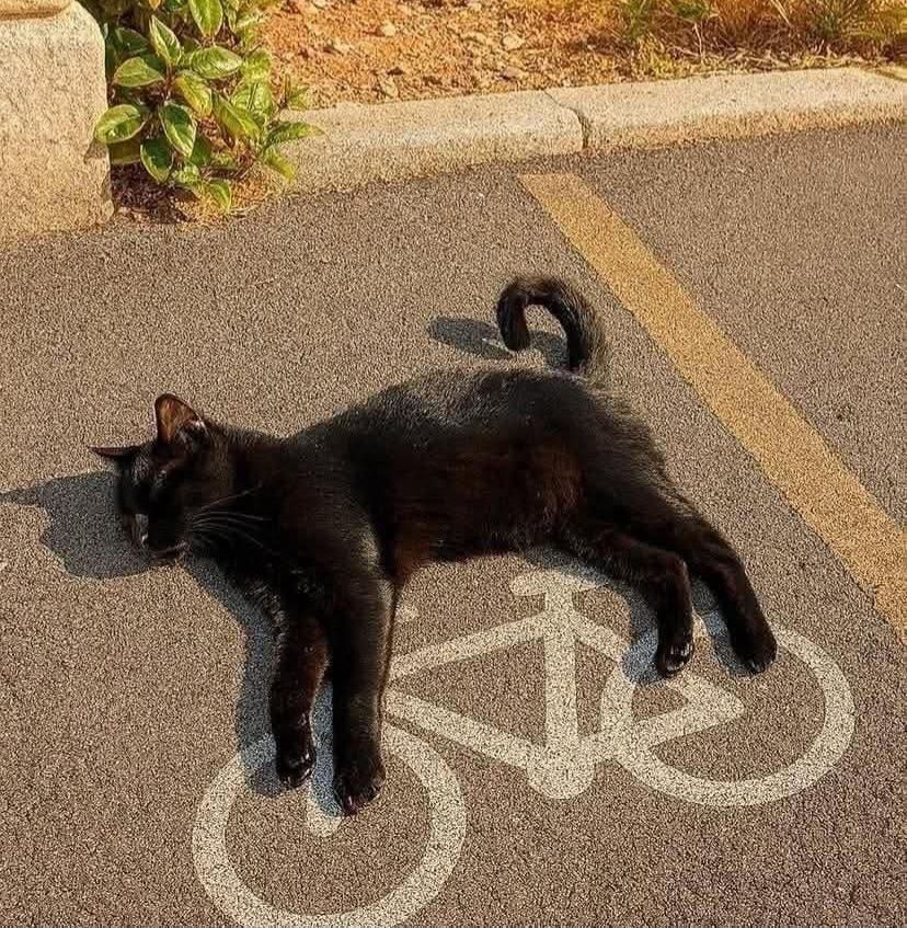 A black cat asleep on its side in a parking lot. It is lying on a drawing indicating a bicycle space, with its legs outstretched so it looks like it's riding the bike