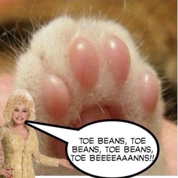Closeup of the underside of a white kitty paw with pink toe beans, and in the bottom left corner is a superimposed image of Dolly Parton in a gold outfight, looking straight ahead at the viewer, and her left hand is gesturing towards the (compared to her) massive kitty paw. Seriously, each toe bean is about the same size as Dolly's head. Also added, and covering over the big pad below the beans, is a comic book style speech bubble as if Dolly is singing, and to the tune of Jolene the words in the speech bubble are "TOE BEANS, TOE BEANS, TOE BEANS, TOE BEEEEAAANNS!!"
