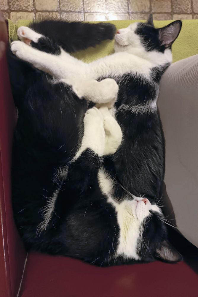 Kissat makaa vierekkäni.