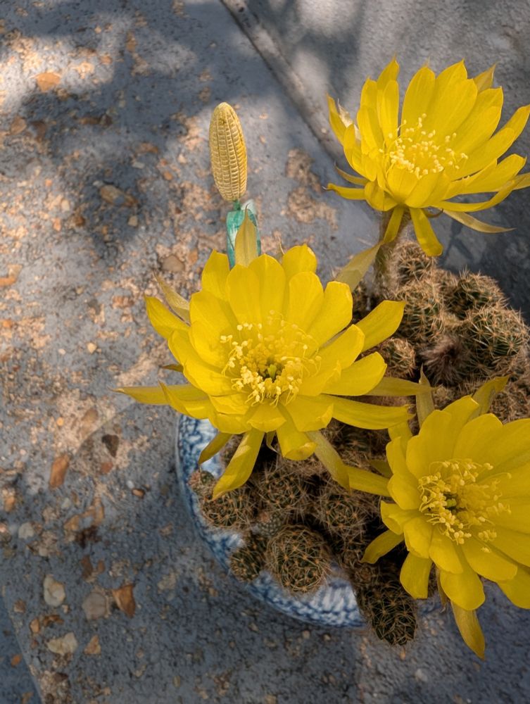 A green thumb-shaped cactus with yellow blooms in a pot. 