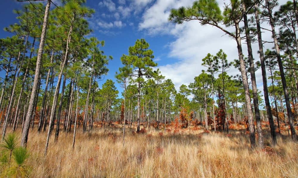 dry brown grasses grow between tall conifers