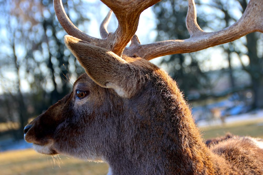 Nahaufnahme. Rotwild (Hirsch?) mit großem Geweih schaut nach links. Von der rechten Seite scheint Sonne aufs Fell und lässt es rotbraun glänzen