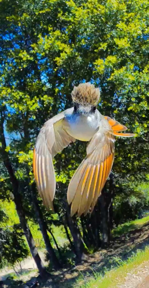 Same bird flying toward photographer with wings on the downstroke. Topside wing & tail feathers more pronounced orange. Tall trees in the background.