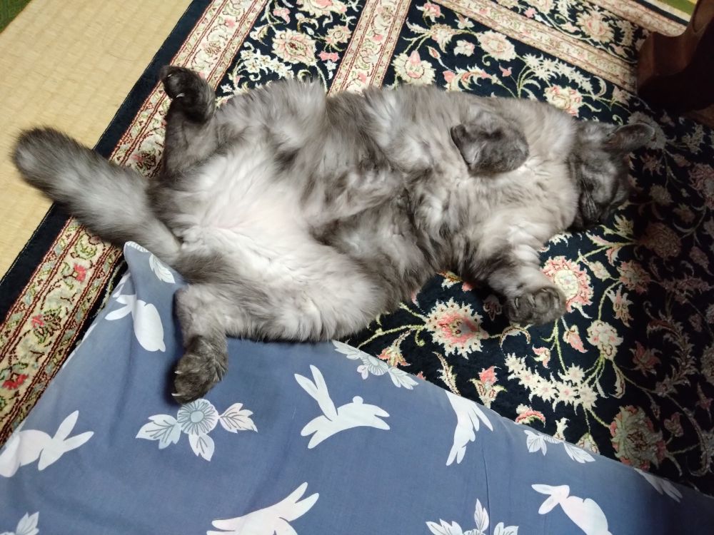 灰色の猫が、左後ろ足だけ座布団にのせ、仰向けでおなかを見せて寝ている。