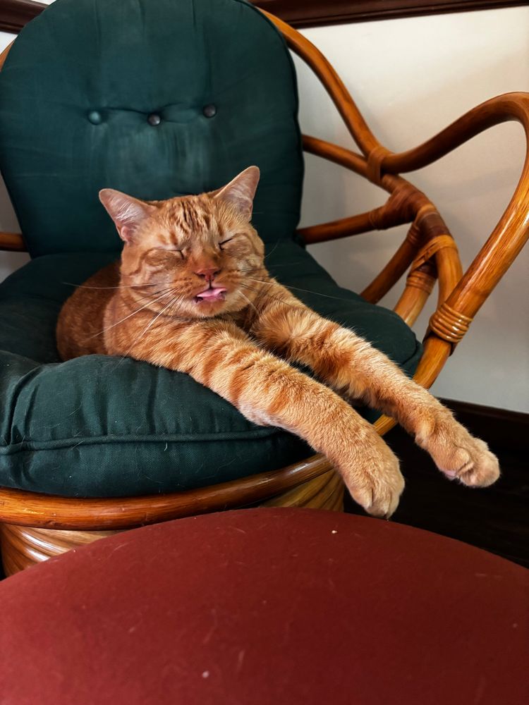 morris, an orange cat with his front legs stretched in front of him. his tongue is out for some reason