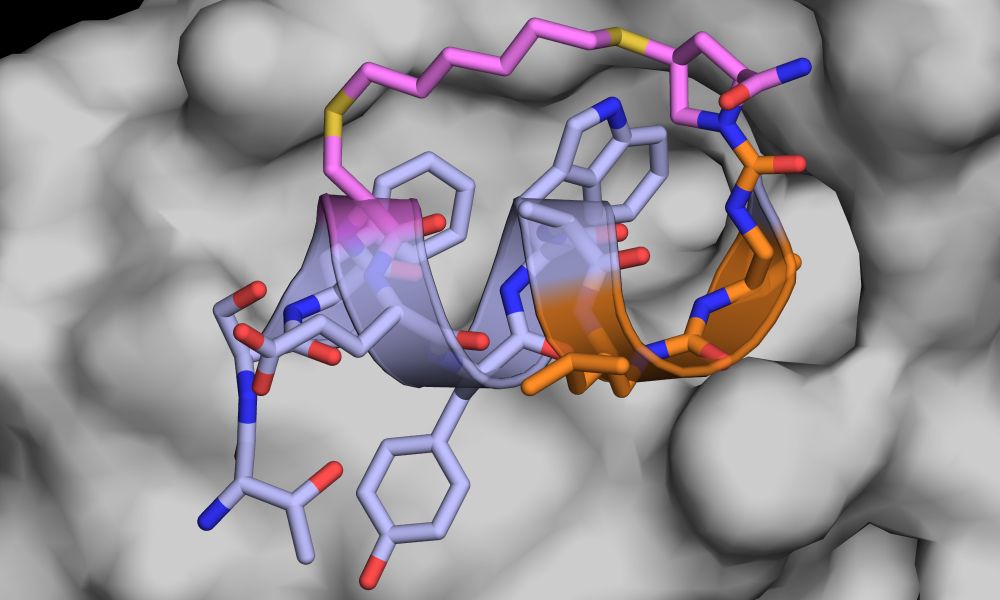 Co-crystal structure of a macrocyclic foldamer-peptide hybrid (8a) bound to hDM2 (PDB ID 9GFK)