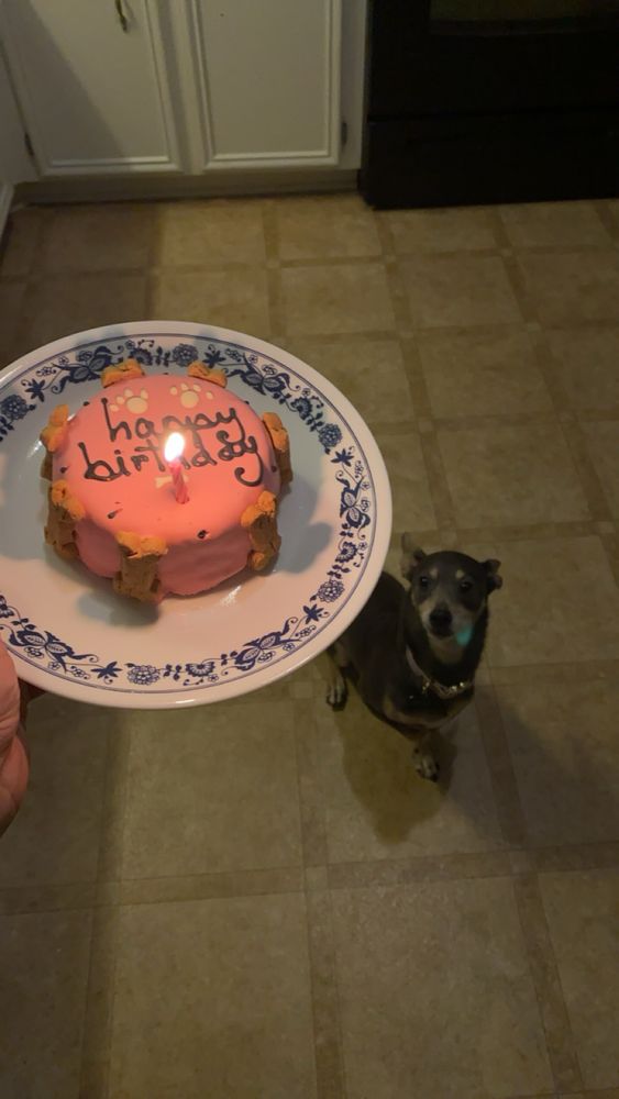 Photo of my dog Bella looking up at her pink happy birthday cake with a lit candle in it. 