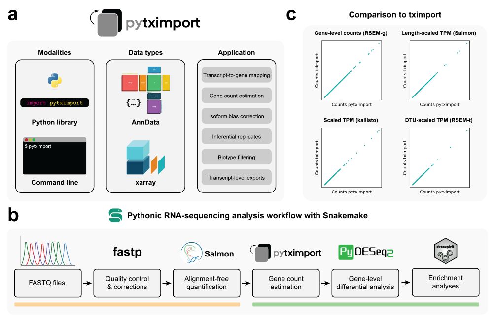 Figure 1 from the pytximport manuscript. Overview of the pytximport package and its associated RNA sequencingworkflow. a) pytximport package. pytximport is available for use as a Python library orfrom the command line. It can be configured to either output AnnData objects forintegration with other scverse ecosystem software or xarray datasets. Common applicationsfor pytximport include gene count estimation from transcript quantification files, isoform-usage bias correction, filtering of transcript-level data and creation of transcript-to-genemappings. b) Pythonic RNA sequencing analysis workflow. We propose a reproducibleRNA-seq analysis workflow based on command-line software available through Bioconda(yellow line: Snakemake, fastp, Salmon) and scverse ecosystem Python packages (greenline: pytximport, PyDESeq2, decoupleR). c) Comparison with tximport. Counts frompytximport match counts from tximport exactly across different quantification modes andinput files from different transcript quantification tools. RSEM-g: RSEM gene-level input.RSEM-t: RSEM transcript-level input.