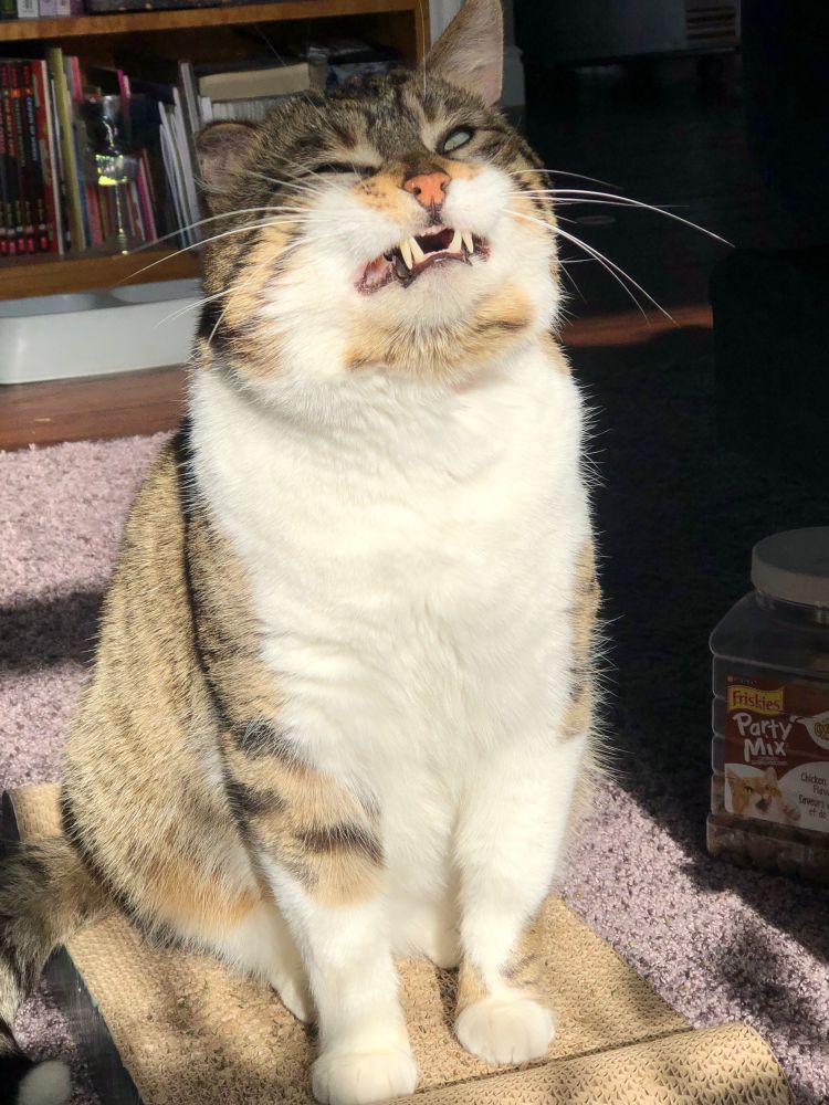 A tabby cat with a white belly sitting on a cardboard scratching pad in the sun, smiling for the camera
