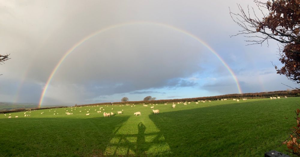 Sheep in a field beneath a double rainbow and cloudy skies. Shadow shows someone taking a picture. 