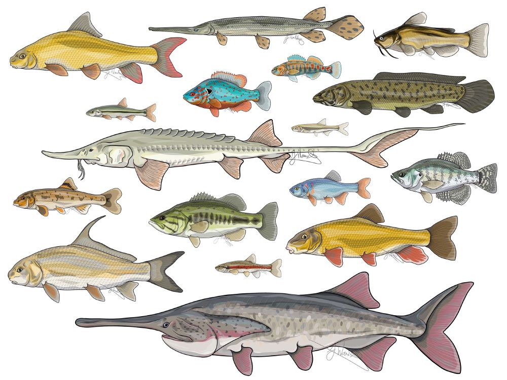 A collage of a bunch of digital drawings of North American fishes, showcasing different body shapes, body sizes, and colors, including silver redhorse, longnose gar, black bullhead, rainbow darter, orangespotted sunfish, lake chub, bowfin, emerald shiner, pallid sturgeon, white crappie, central stoneroller, red shiner, largemouth bass, greater redhorse, quillback, blacknose dace, and paddlefish.