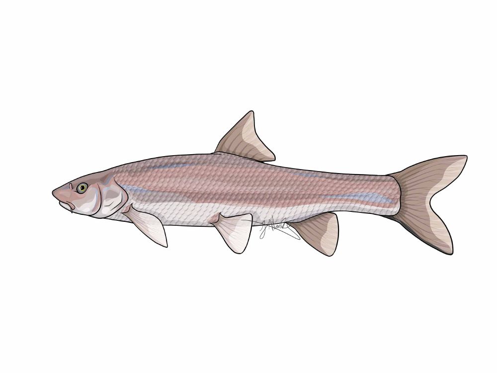 Side profile digital illustration of a flathead chub (Platygobio gracilis). This fish has a fairly long pointed snout with a short lower jaw. There is a small barbel hanging off the upper lip near the corner of the mouth. This fish has one concave dorsal fin midway down its body. The tail fin is deeply forked and there is a dark black edge along the bottom of the lower lobe. The body is a dusky greyish pink and covered in fairly large shiny scales.