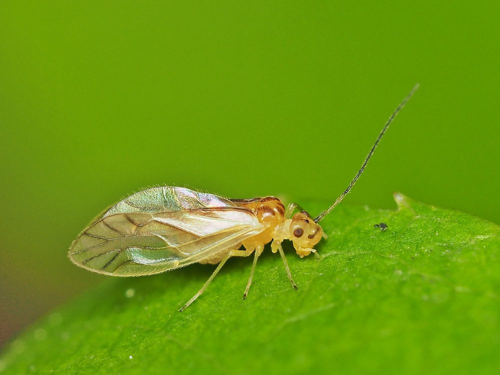 Valenzuela flavidus – Kusolotek żółtoskrzydły