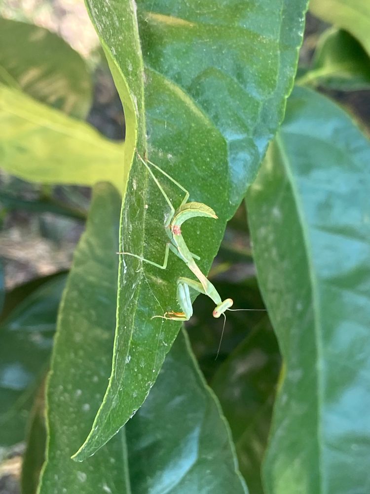 Closeup of a small praying mantis perched on a sideways lemon leaf.
