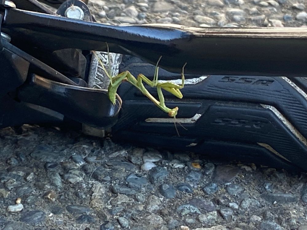 Closeup photo of praying mantis hanging upside down from my bike break handle.