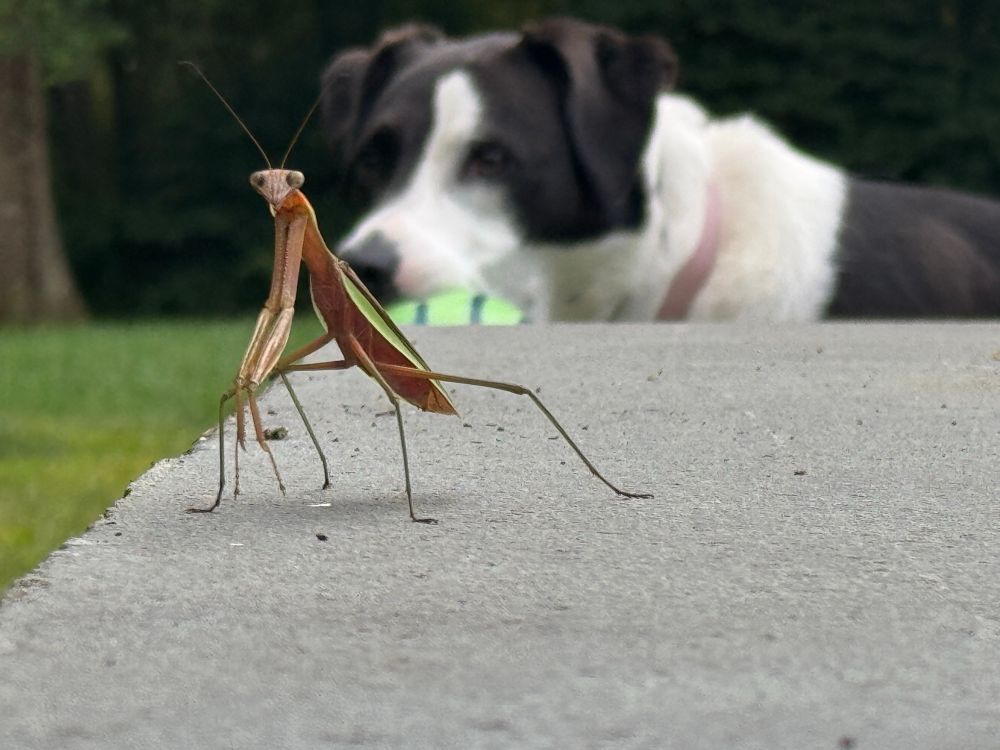 Deli checks out a new visitor on the patio, a praying mantis. 