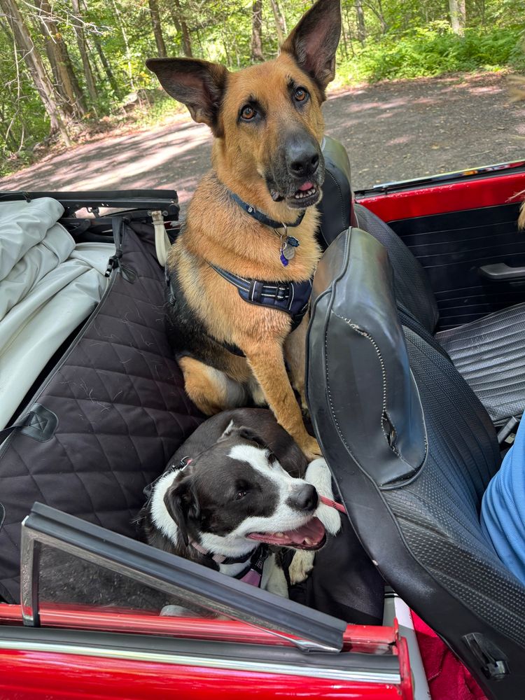 Gus likes the old ragtop the best. Maybe it’s the headroom? They both took a nice dip in the water after we walked. #HappyDogs. 
