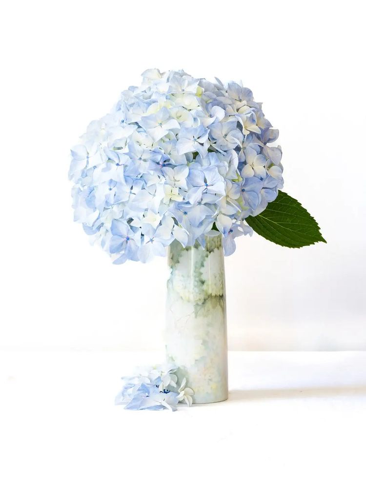 Vase containing a blue and white hydrangea.