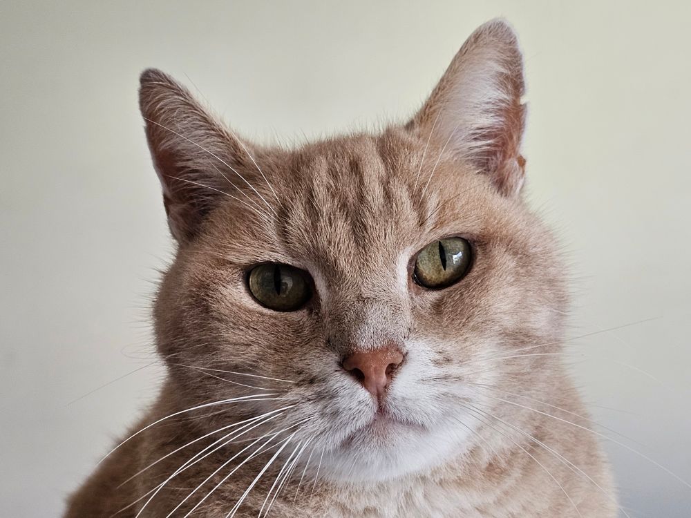 Caramel tabby cat with resting bitch face.