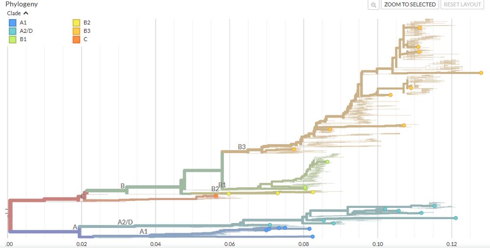 Screenshot of the tree view in Nextclade, with the D68 sequences having been run. The sequences provided by the user show up as solid circles and thick lines, highlighting their position in the reference tree, which is shown as thin lines.