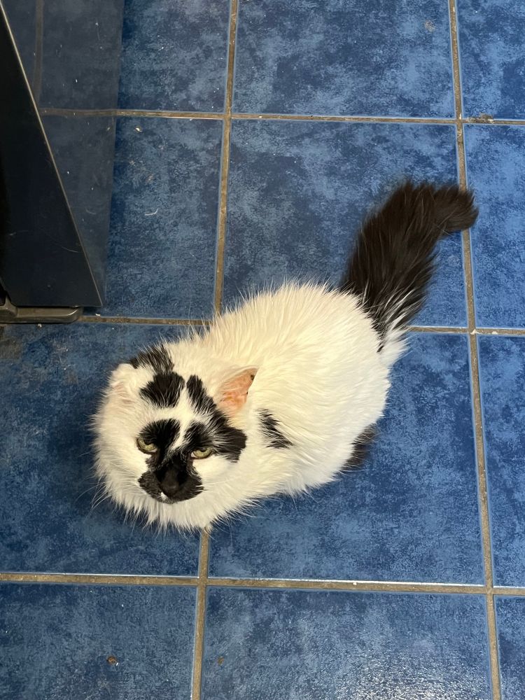 My cat, looking up at me grumpily from the kitchen floor.
