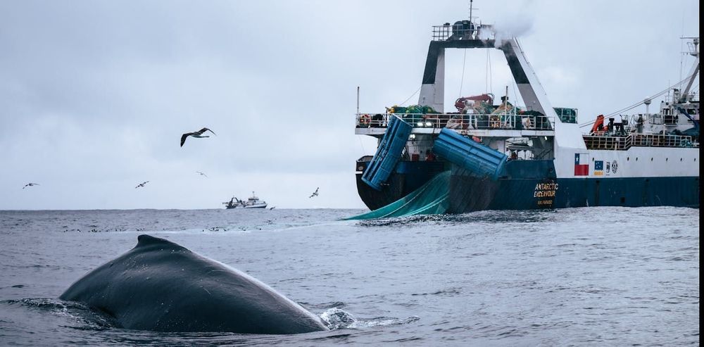 Whales are recovering from near extinction, but industrial fishing around Antarctica competes for their sole food source