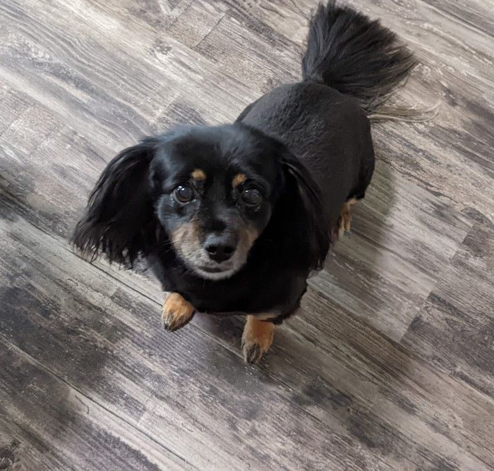 Maggie Mae Wiggles - a cute little black and tan dog