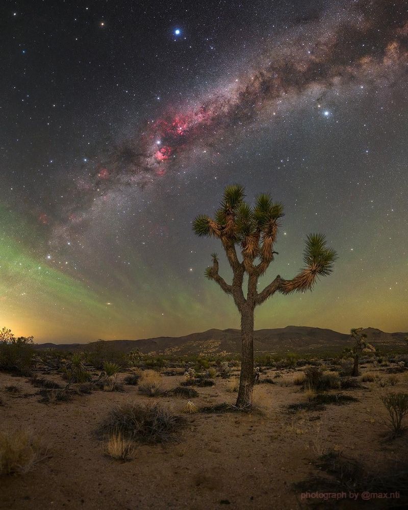 Joshua tree