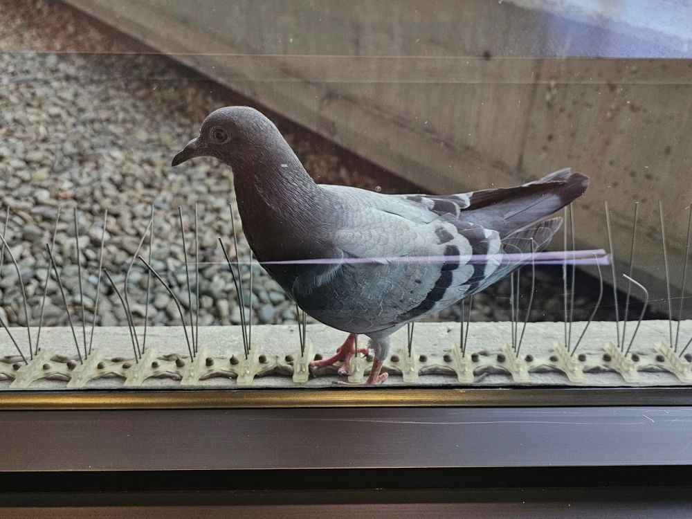 A pigeon standing on bird spikes unbothered.