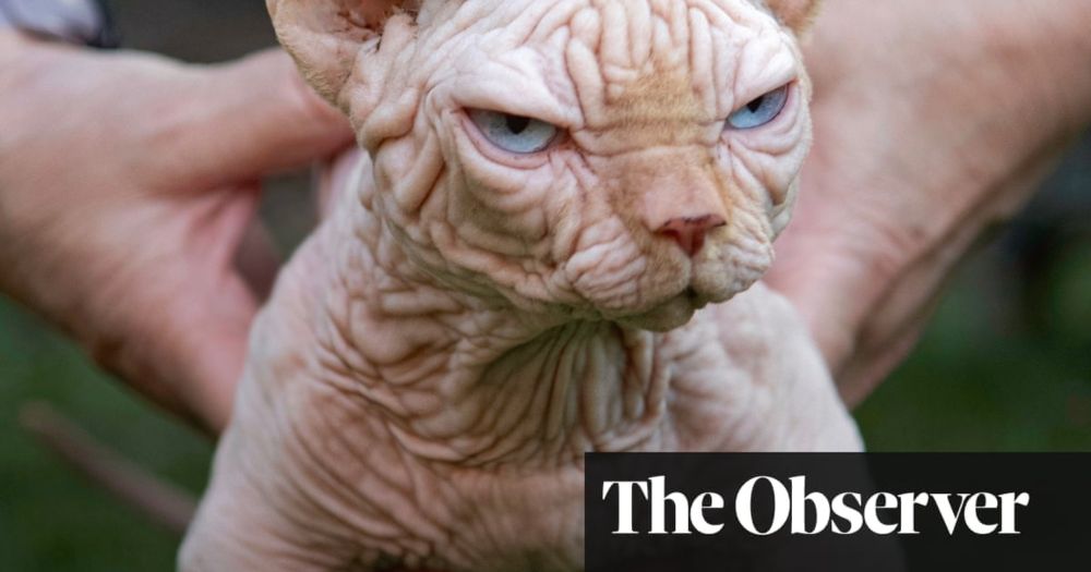 UK experts warn against buying ‘XL bully cats’