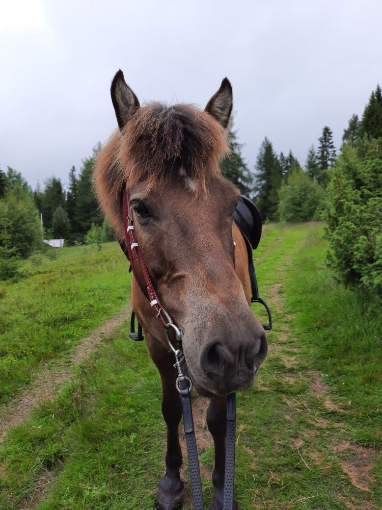 Icelandic horse, smoky black with a reddish tint, facing camera, ears perked. He wears a saddle and bridle, and in the background is a grassy trail and trees.