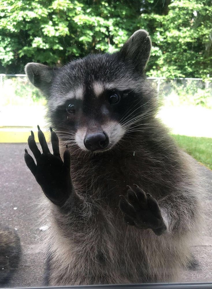 picture of a raccoon looking through a window with its hands against the glass