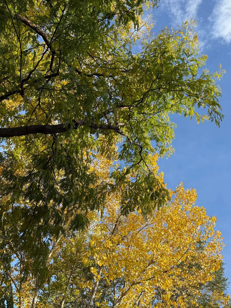 Green and yellow trees in the left foreground with a clear blue sky in the back ground. 