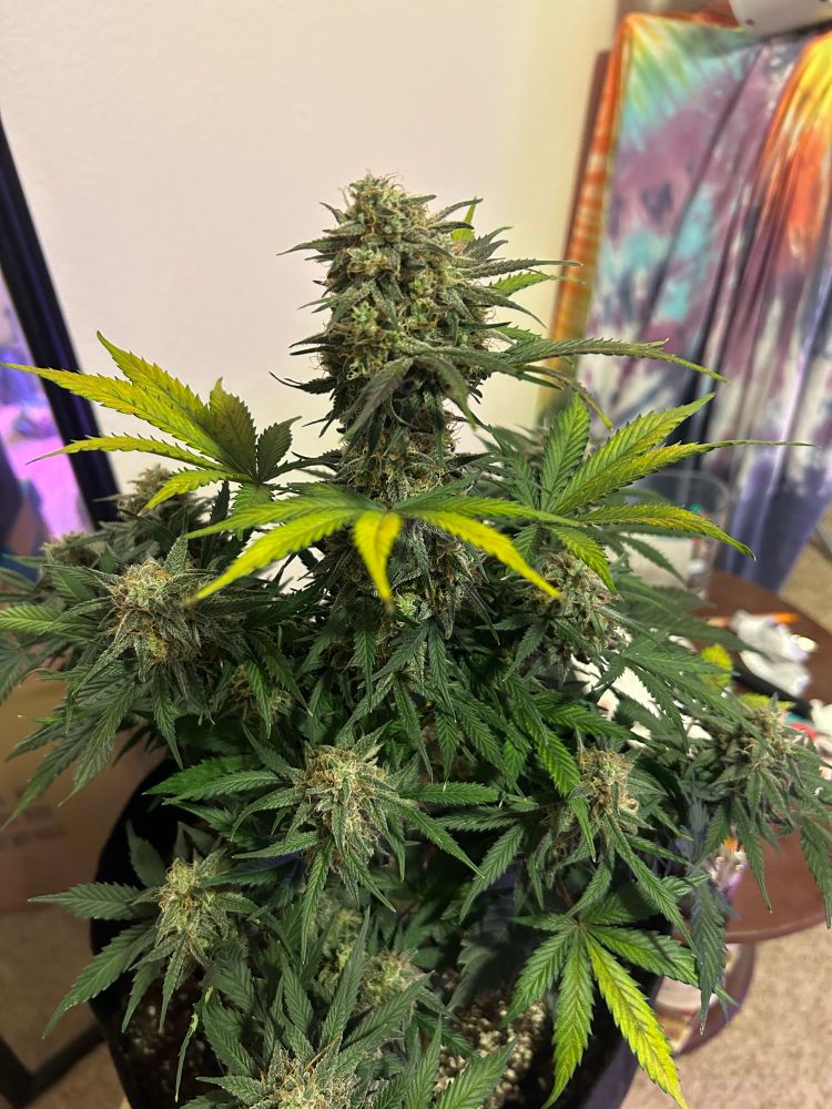 A beautiful budding cannabis plant.